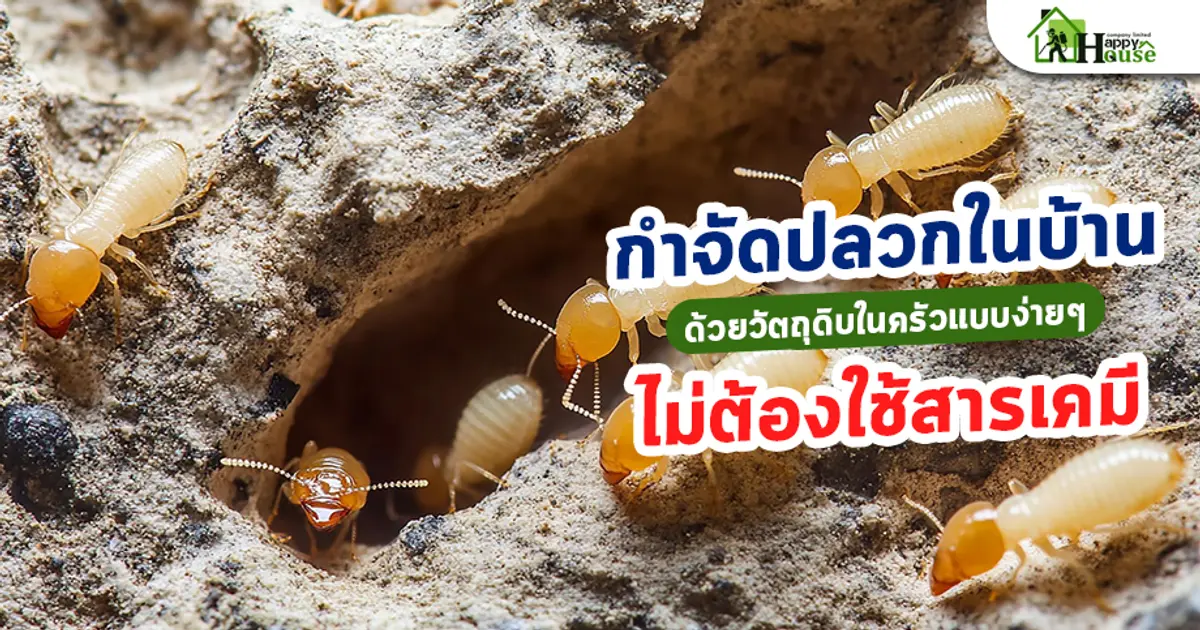 กำจัดปลวกในบ้านด้วยวัตถุดิบในครัวแบบง่ายๆ ไม่ต้องใช้สารเคมี