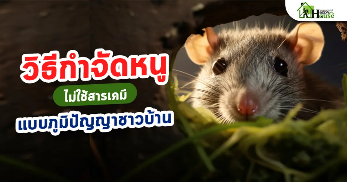วิธีกำจัดหนูไม่ใช้สารเคมี แบบภูมิปัญญาชาวบ้าน