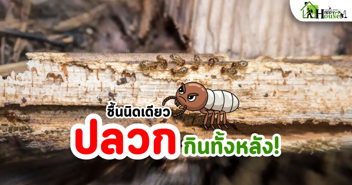 ชื้นนิดเดียว ปลวกกินทั้งหลัง จุดชื้นในบ้าน ตัวเร่งปลวกแบบไม่รู้ตัว | กำจัดปลวกเชียงใหม่