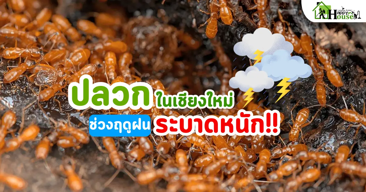 กำจัดปลวกเชียงใหม่ | ปลวกในเชียงใหม่ ระบาดหนักช่วงฤดูฝนจริงไหม