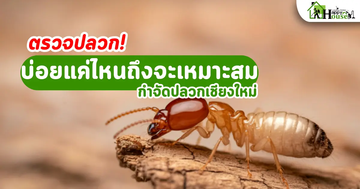 ควรตรวจปลวกบ่อยแค่ไหนถึงจะเหมาะสม – คู่มือดูแลบ้านให้ปลอดปลวก