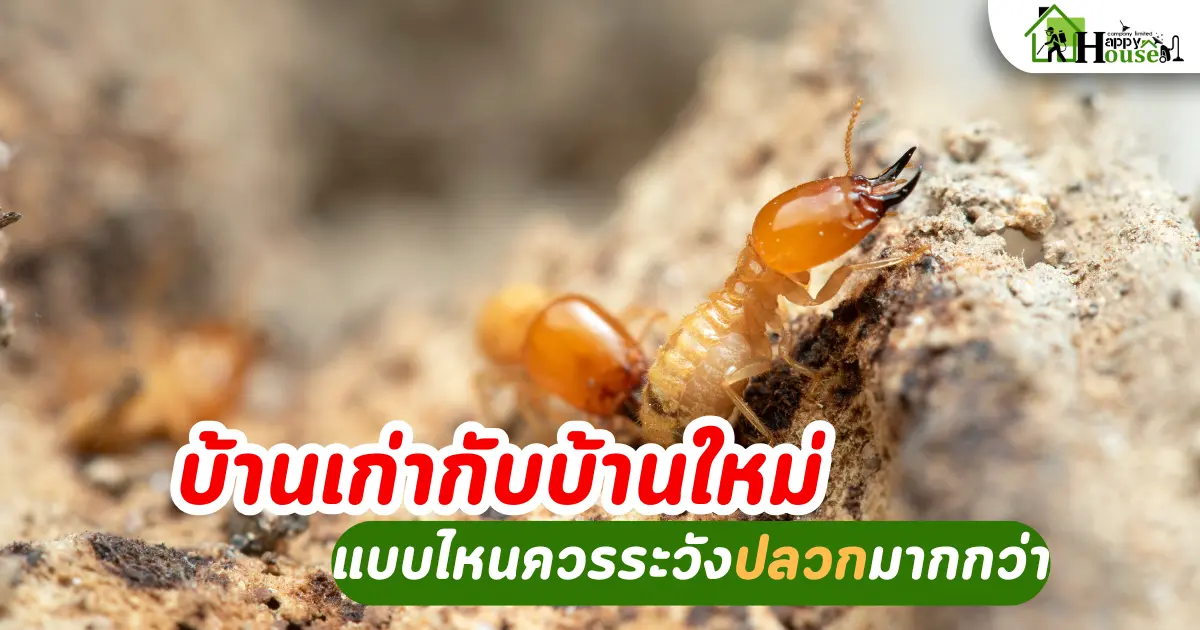 กำจัดปลวกเชียงใหม่: บ้านเก่ากับบ้านใหม่ แบบไหนควรระวังปลวกมากกว่า?
