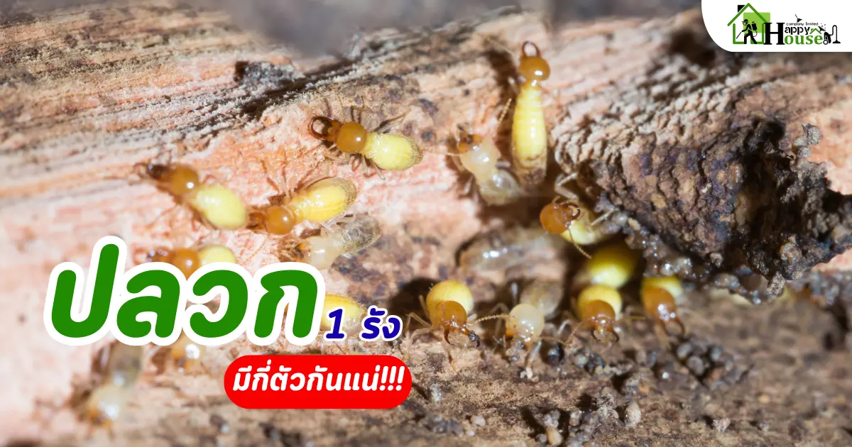 ปลวกหนึ่งรังมีกี่ตัวกันแน่ | กำจัดปลวกเชียงใหม่