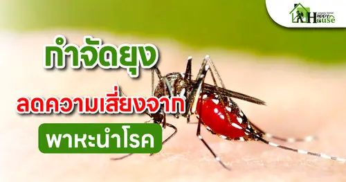 กำจัดยุง ลดความเสี่ยงพาหะนำโรค