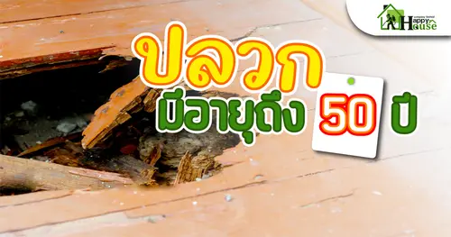 รู้หรือไม่! ปลวกมีอายุถึง 50ปี