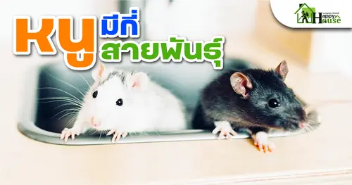 หนูมีกี่สายพันธุ์
