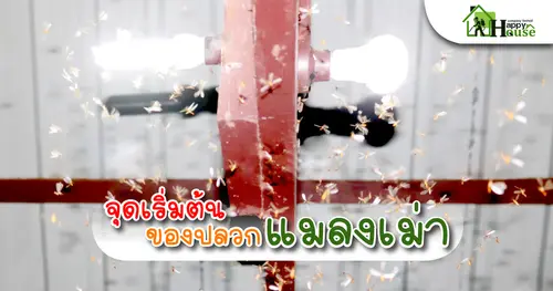 จุดเริ่มต้นของปลวก จากแมลงเม่า
