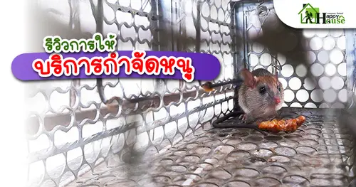 รีวิวการให้ บริการกำจัดหนู