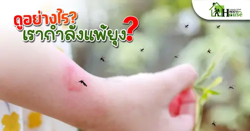 ดูอย่างไรว่าเรากำลังแพ้ยุง