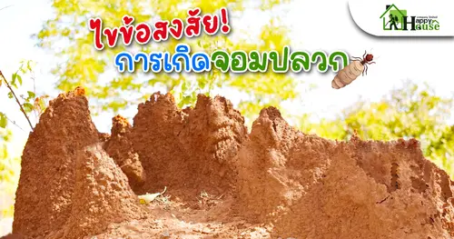 ไขข้อสงสัย การเกิดจอมปลวก