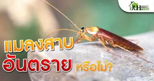 แมลงสาบอันตรายหรือไม่?