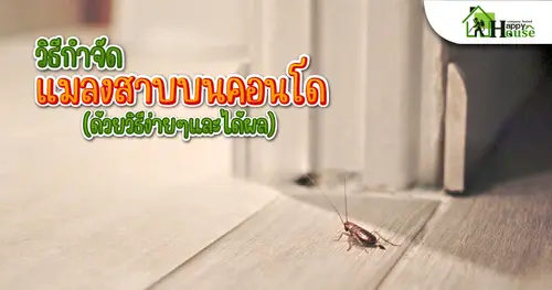 วิธีกำจัดแมลงสาบบนคอนโด(ด้วยวิธีง่ายๆและได้ผล)