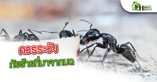 ควรระวังภัยร้ายที่มากจากมด