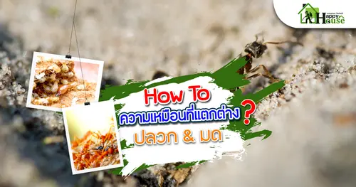 How To ความเหมือนที่แตกต่างระหว่าง ปลวก & มด