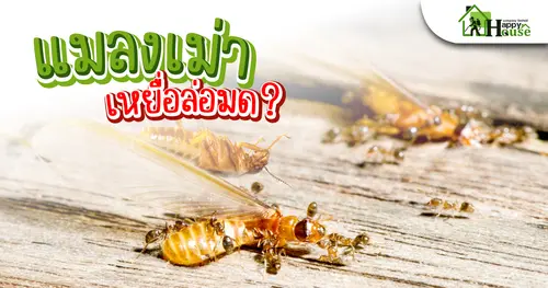 เเมลงเม่าเหยื่อล่อมด?