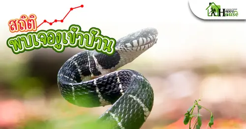 สถิติพบเจองูเข้าบ้าน