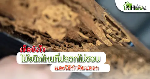 เช็คยังไงไม้ชนิดไหนที่ปลวกไม่ชอบเเละวิธีกำจัดปลวก
