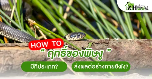 How To "ฤทธิ์ของพิษงู" มีกี่ประเภท? ส่งผลต่อร่างกายยังไง?