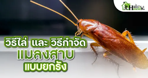 วิธีไล่และวิธีกำจัด แมลงสาบ แบบยกรัง
