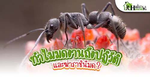 ทำไมมดงานถึงปฏิวัติ และฆ่าราชินี?