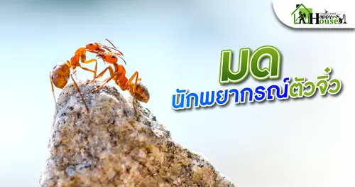 มดนักพยากรณ์ตัวจิ๋ว