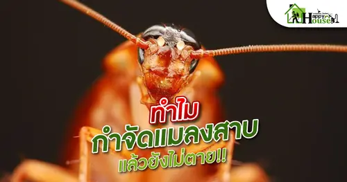 ทำไมกำจัดแมลงสาบแล้วยังไม่ตาย