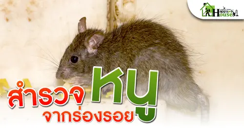 สำรวจหนูจากร่องรอย