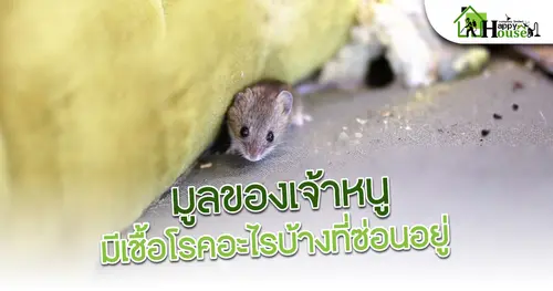 มูลของเจ้าหนู