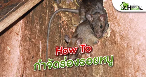 How To กำจัดร่องรอยหนู
