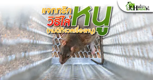 แจกทริควิธีไล่หนู (หมดกังวลเรื่องหนู)