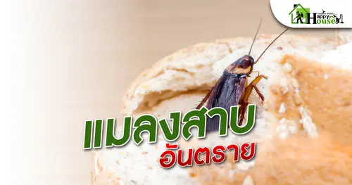 แมลงสาบอันตราย