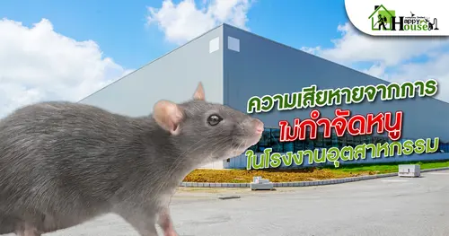ความเสียหายจากการไม่กำจัดหนูในโรงงานอุตสาหกรรม