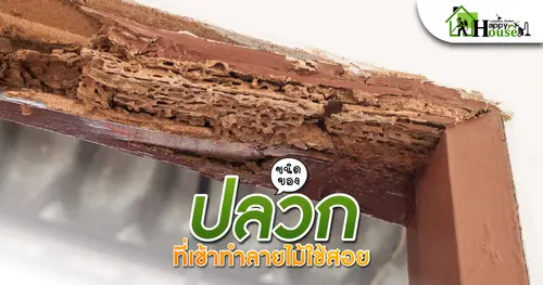ปลวกที่เข้าทำลายไม้ใช้สอย