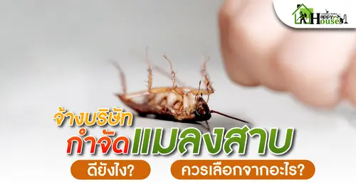 จ้างบริษัทกำจัดเเมลงสาบดียังไง? ควรเลือกจากอะไร?