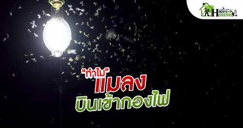 "ทำไม"เเมลงบินเข้ากองไฟ