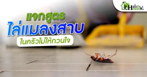 เเจกสูตรไล่เเมลงสาบในครัวไม่ให้กวนใจ