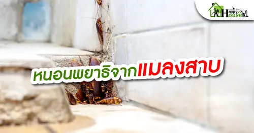 หนอนพยาธิจากเเมลงสาบ