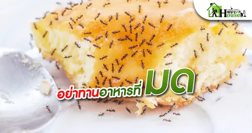 อย่าทานอาหารที่มีมด