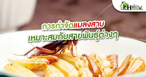การกำจัดเเมลงสาบเหมาะสมกับสายพันธุ์ต่างๆ