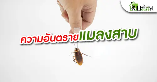 ความอันตรายเเมลงสาบ