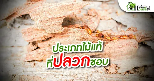 ประเภทไม้เเท้ที่ปลวกชอบ
