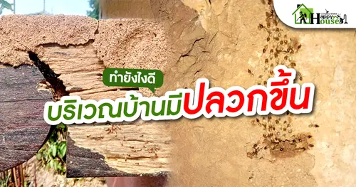 ทำยังไงดีบริเวณบ้านมีปลวกขึ้น