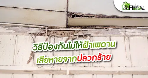 วิธีป้องกันไม่ให้ฝ้าเพดานเสียหายจากปลวกร้าย