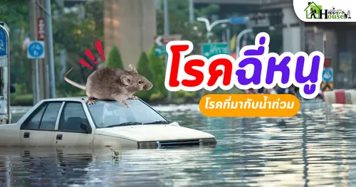 โรคฉี่หนู โรคที่้มากับน้ำท่วม