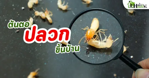 ต้นตอปลวกขึ้นบ้าน