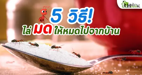5 วิธีไล่มด ให้หมดไปจากบ้าน