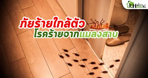 ภัยร้ายใกล้ตัว โรคร้ายจากแมลงสาบ