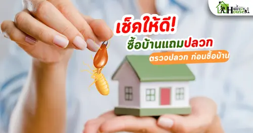 เช็คให้ดี ตรวจปลวก ก่อนซื้อบ้าน