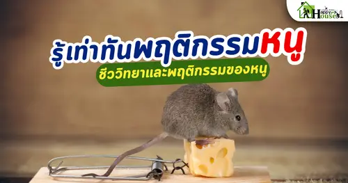 รู้เท่าทันพฤติกรรมหนู ชีววิทยาและพฤติกรรมของหนู