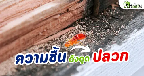 ความชื้นดึงดูดปลวก จริงมั้ย?